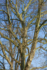 Kahler Baum mit Ästen im Winter - 775785256