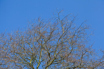 Kahler Baum mit Ästen und baumkrone im Winter, Deutschland - 775785279