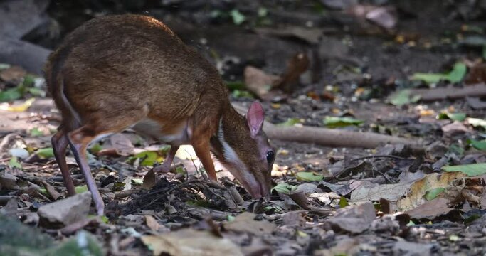 Facing to the right while feeding on the ground as it moves to the left and around, Lesser Mouse-deer Tragulus kanchil, Thailand