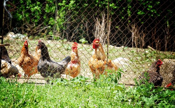 Poules et coqs