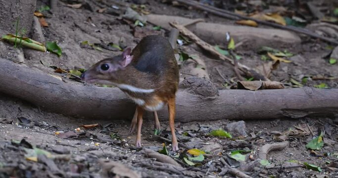 Facing the camera while feeding then suddenly looks up and around for danger, Lesser Mouse-deer Tragulus kanchil, Thailand