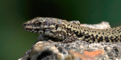 Portrait d'un lézard 