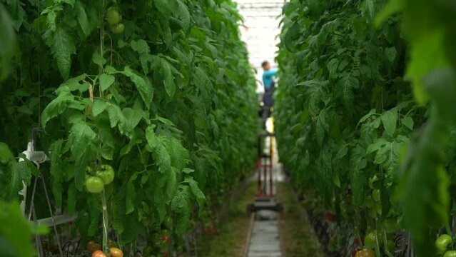 Growing tomatoes. Red tomatoes. Green tomatoes. Growing cucumbers. Growing vegetables in greenhouses. Farm food. Organic food. Vegetarian food. Tomatoes growing on branches. Girdling vegetables. Carin