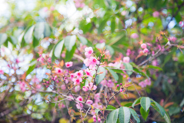 Pink cherry blossom bloomming flower on tree branch