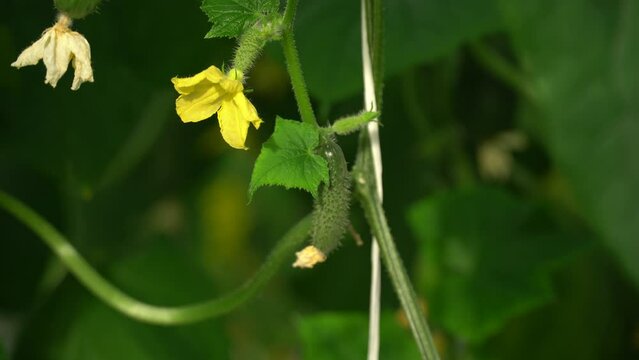 Growing tomatoes. Red tomatoes. Green tomatoes. Growing cucumbers. Growing vegetables in greenhouses. Farm food. Organic food. Vegetarian food. Tomatoes growing on branches. Girdling vegetables. Carin