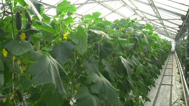 Growing tomatoes. Red tomatoes. Green tomatoes. Growing cucumbers. Growing vegetables in greenhouses. Farm food. Organic food. Vegetarian food. Tomatoes growing on branches. Girdling vegetables. Carin