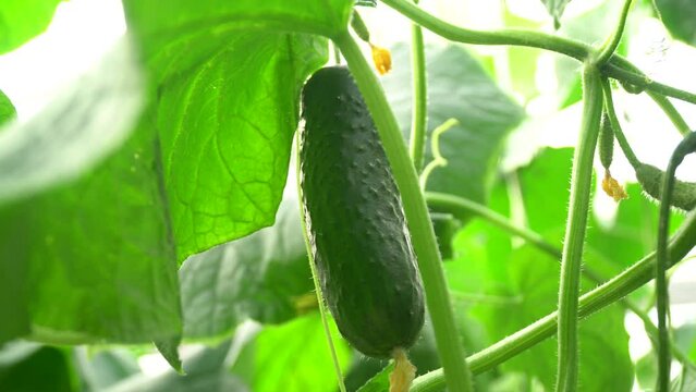 Growing tomatoes. Red tomatoes. Green tomatoes. Growing cucumbers. Growing vegetables in greenhouses. Farm food. Organic food. Vegetarian food. Tomatoes growing on branches. Girdling vegetables. Carin
