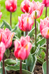 Tulips growing in the garden during spring. - 775794675