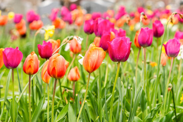 Tulips growing in the garden during spring. - 775794833