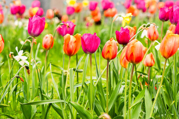 Tulips growing in the garden during spring. - 775794894