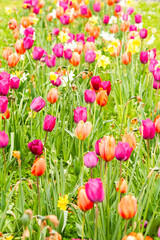 Tulips growing in the garden during spring. - 775795039