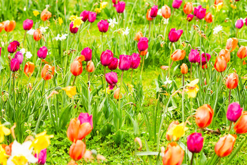 Tulips growing in the garden during spring. - 775795234