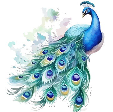 recommend clip art: Watercolor Painting Vector of a peacock with blue feathers, isolated on a white background, clipart Drawing Illustration, Graphic Painting, Vector peacock.