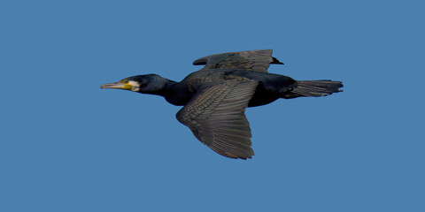 Un cormoran en vol