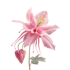 Obraz premium A pink flower on a stem with leaves