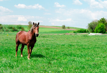 Beautiful shiny brown horse in a green field.