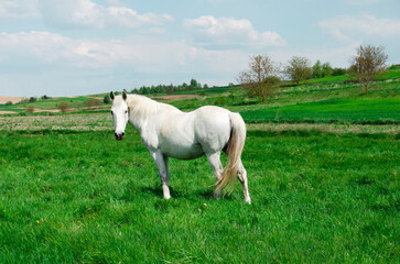 Obraz na płótnie Canvas Beautiful shiny white horse in a green field.