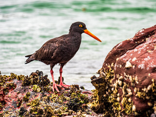 Sooty Oyster Catcher Right Profile