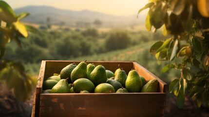 Avocado harvested in a wooden box in a field with sunset. Natural organic vegetable abundance. Agriculture, healthy and natural food concept.