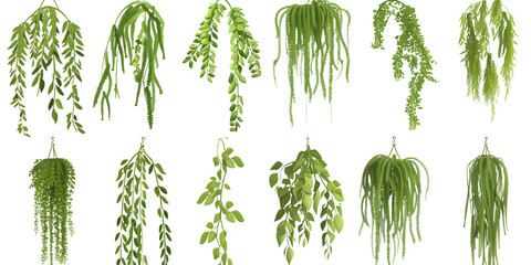 A set of weeping willow hanging plants in different positions, realistic, 3D - obrazy, fototapety, plakaty