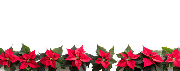 Row of poinsettia plants isolated on white background transparent , realistic, 3D
