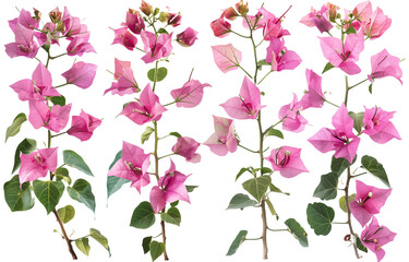 Set of pink flowers and bougainvillea branches on a white background, 3D