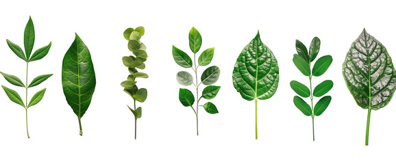 Set of plant, leaf, green, isolated on transparent background, in different positions, realistic - obrazy, fototapety, plakaty