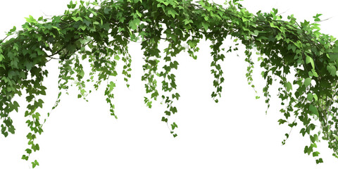 ivy, plant, isolated on transparent background, in different positions, realistic, 3D
 - obrazy, fototapety, plakaty
