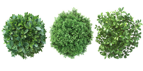 Set of green bush, bush, top view isolated on white, in different positions, realistic, 3D
