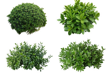 Set of bushes green isolated on white, in different positions, realistic - obrazy, fototapety, plakaty