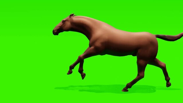 Seamless loop: Powerful brown horse galloping gracefully against a chroma key green backdrop, perfect for seamless integration into your projects.