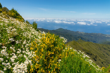 Flowers and scenic landscape on Pico Ruivo mountain in Madeira, Portugal