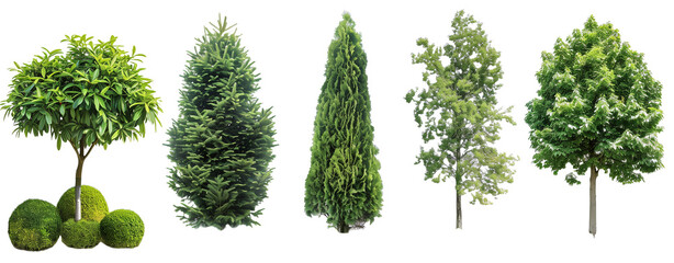 Set of cypress, juniper, thuja, holmstrup, aurkospikata, bush, nature, isolated on white, in different positions, realistic, 3D
 - obrazy, fototapety, plakaty