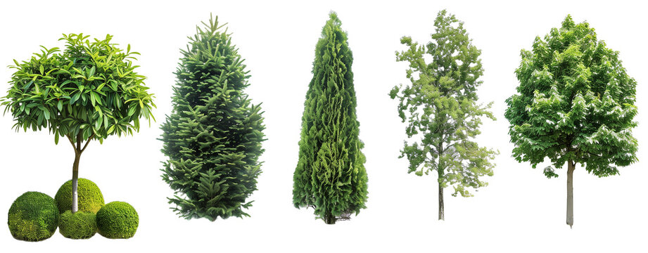 Set of cypress, juniper, thuja, holmstrup, aurkospikata, bush, nature, isolated on white, in different positions, realistic, 3D

