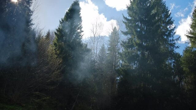Beautiful various forest with smoke from campfire at calm spring day. Nature, seasons, environment and eco tourism concept. Soft sunny light. Idyllic scene