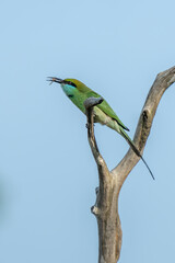 European bee-eater ( Merops apiaster ) is sitting on a twig