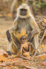 Hanuman Langurs (Semnopithecus entellus) Mandore Garden, Jodhpur, India.