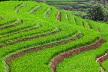 terraced green rice fields around Sa Pa, Vietnam - 775808804