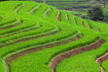 Foto op Canvas terraced green rice fields around Sa Pa, Vietnam © Melinda Nagy