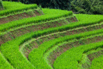 terraced green rice fields around Sa Pa, Vietnam - 775808852