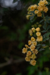 Yellow branched rose on dark background 
