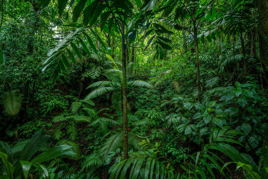 Lush greenery in a serene Costa Rican rainforest - Powered by Adobe