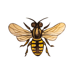 Watercolor illustration on insects in the garden, gardening. A color image of a bee on a transparent background. Perfect for accessories and country house design