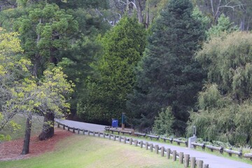 Path in the trees