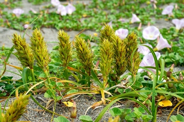 コウボウムギ　海岸植物