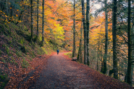 A lone hiker is enveloped by the golden ambiance of the Irati Forest's autumnal beauty, along a serene path in the heart of Navarre's natural splendor