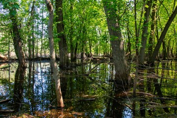 Swamp surrounded by trees and water on the ground.