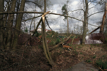Downed trees and damaged buildings due to storms..