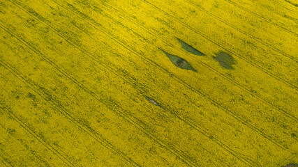 Spring rapseed field with tractor tracks and lines. High quality photo