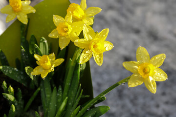 Beautiful daffodil flowers in the garden.